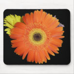 Gerber Daisy Mouse Pad