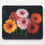 Gerber Daisy mousepad