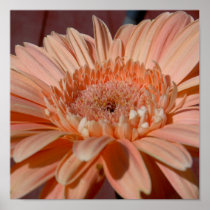 Gerber Daisy Photo Poster posters