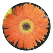 Gerber Daisy Round Stickers