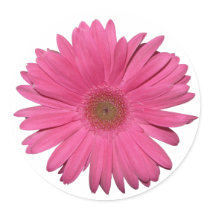 Gerber Daisy sticker