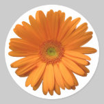 Gerber Daisy sticker stickers