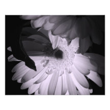 'Gerber Poetry' Photographic Print