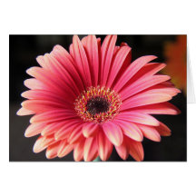Gerber rose cartes de vœux