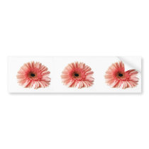 Gerbera