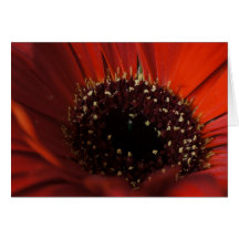 Gerbera cards, Red