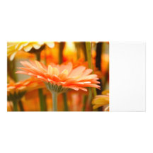 gerbera cartes avec photo