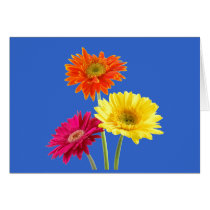 Gerbera Daisies