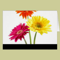 Gerbera Daisies cards