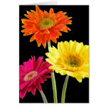 Gerbera Daisies Greeting Cards
