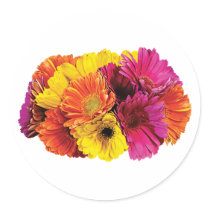Gerbera Daisies Mixed Colours