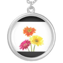 Gerbera Daisies