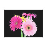 Gerbera Daisies Pink Stretched Canvas Prints