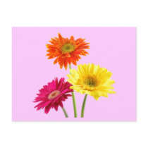 Gerbera Daisies