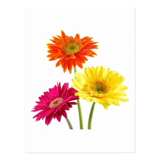 Gerbera Daisies Postcards