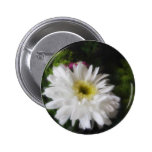 Gerbera Daisy 12 Pinback Button
