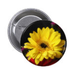 Gerbera Daisy 1 Button