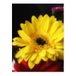 Gerbera Daisy 1 Post Cards