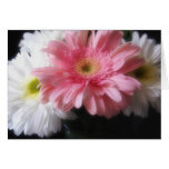Gerbera Daisy 6 Cards