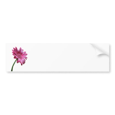 Gerbera Daisy Bumper Sticker by PerennialGardens