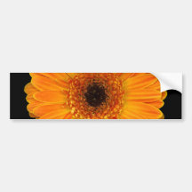 Gerbera Daisy Bumper Sticker