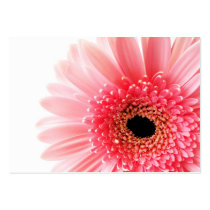 Gerbera Daisy