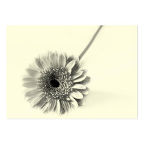 Gerbera Daisy
