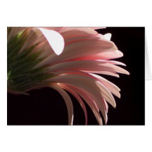 gerbera daisy cards