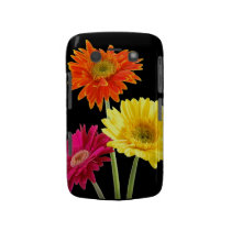 Gerbera Daisy Delight