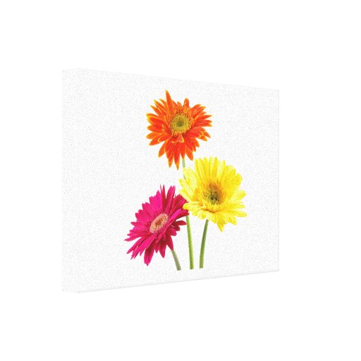 Gerbera Daisy Delight Gallery Wrapped Canvas