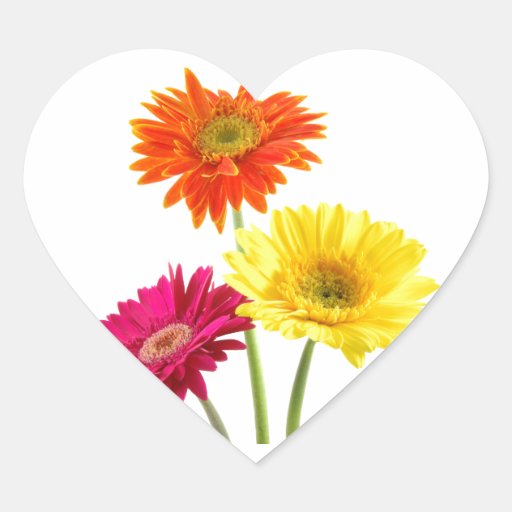 Gerbera Daisy Delight Heart Sticker