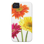 Gerbera Daisy Delight iPhone 4 Covers