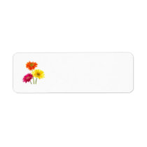 Gerbera Daisy Delight
