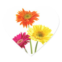 Gerbera Daisy Delight
