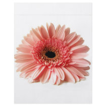 Gerbera Daisy