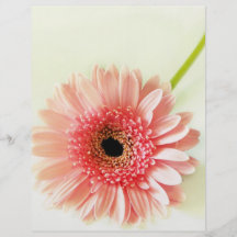 Gerbera Daisy Flyers