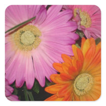 Gerbera Daisy Garden Square Stickers