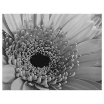 Gerbera Daisy