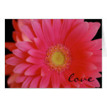 Gerbera Daisy Love Card