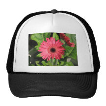 Gerbera Daisy Pink Hats