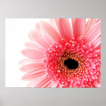 Gerbera Daisy