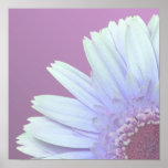 Gerbera Daisy Posters