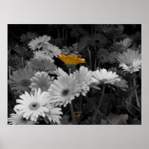 Gerbera Daisy Print