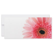 Gerbera Daisy