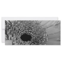 Gerbera Daisy
