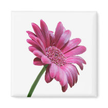 Gerbera Daisy Square Magnet