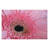 Gerbera Daisy