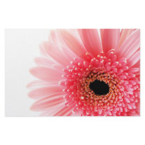 Gerbera Daisy