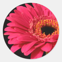 Gerbera dans le rose adhésifs ronds
