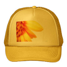 Gerbera d'or casquette de camionneur